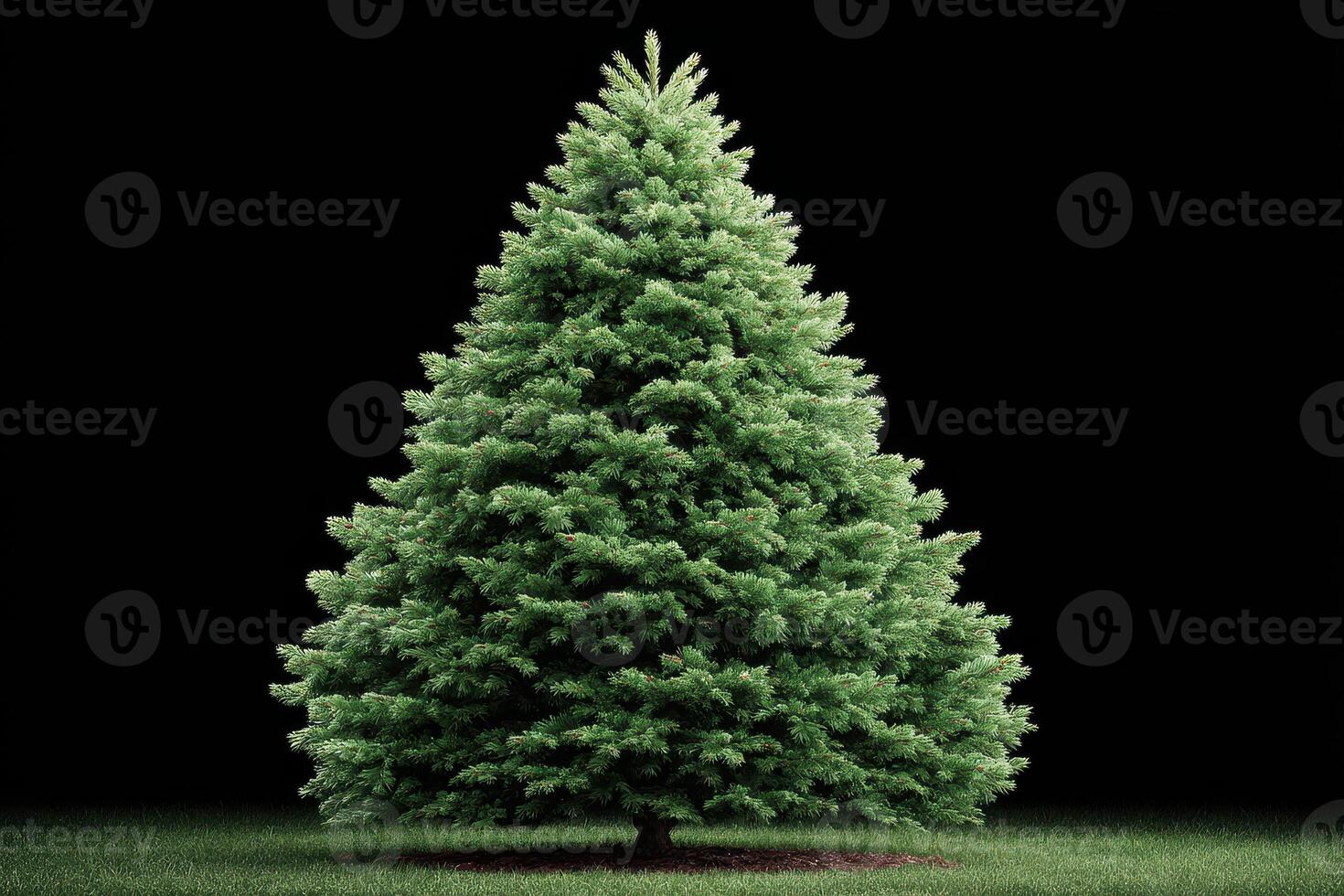 Vibrant green coniferous tree displayed against a black backdrop showcasing its stunning natural beauty photo