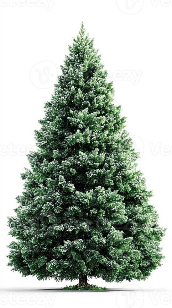 Lush evergreen tree with snow-like frost on branches during winter season in a serene setting photo