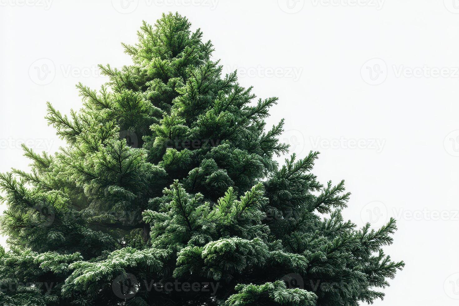Snow-covered evergreen tree against a light gray sky in winter landscape photo