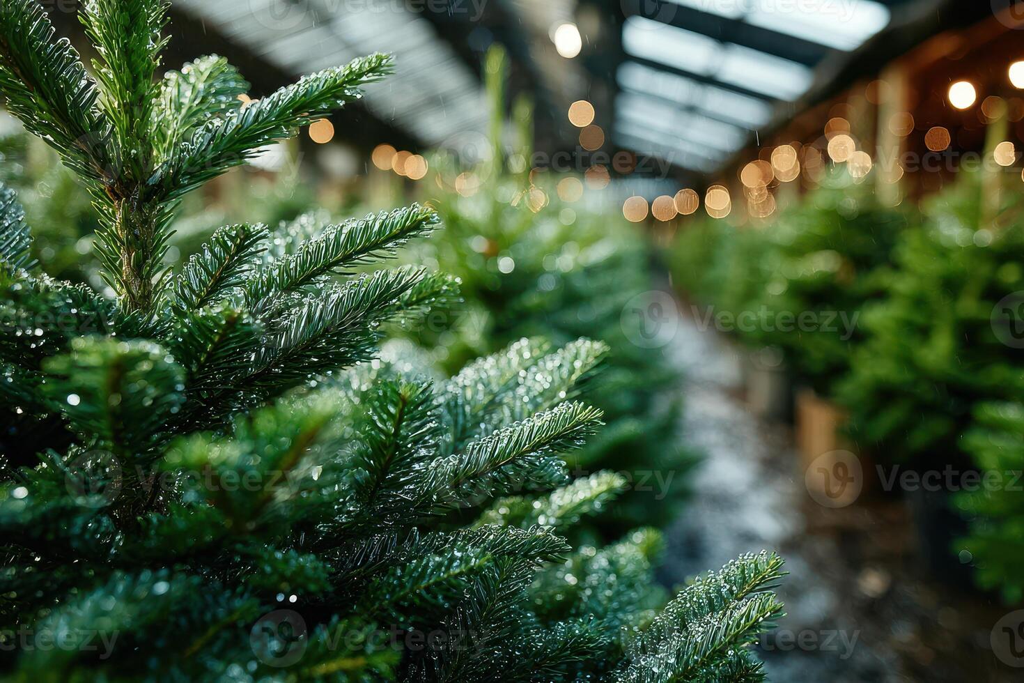 Beautiful green Christmas trees for sale in a festive market setting with warm lights in the background photo