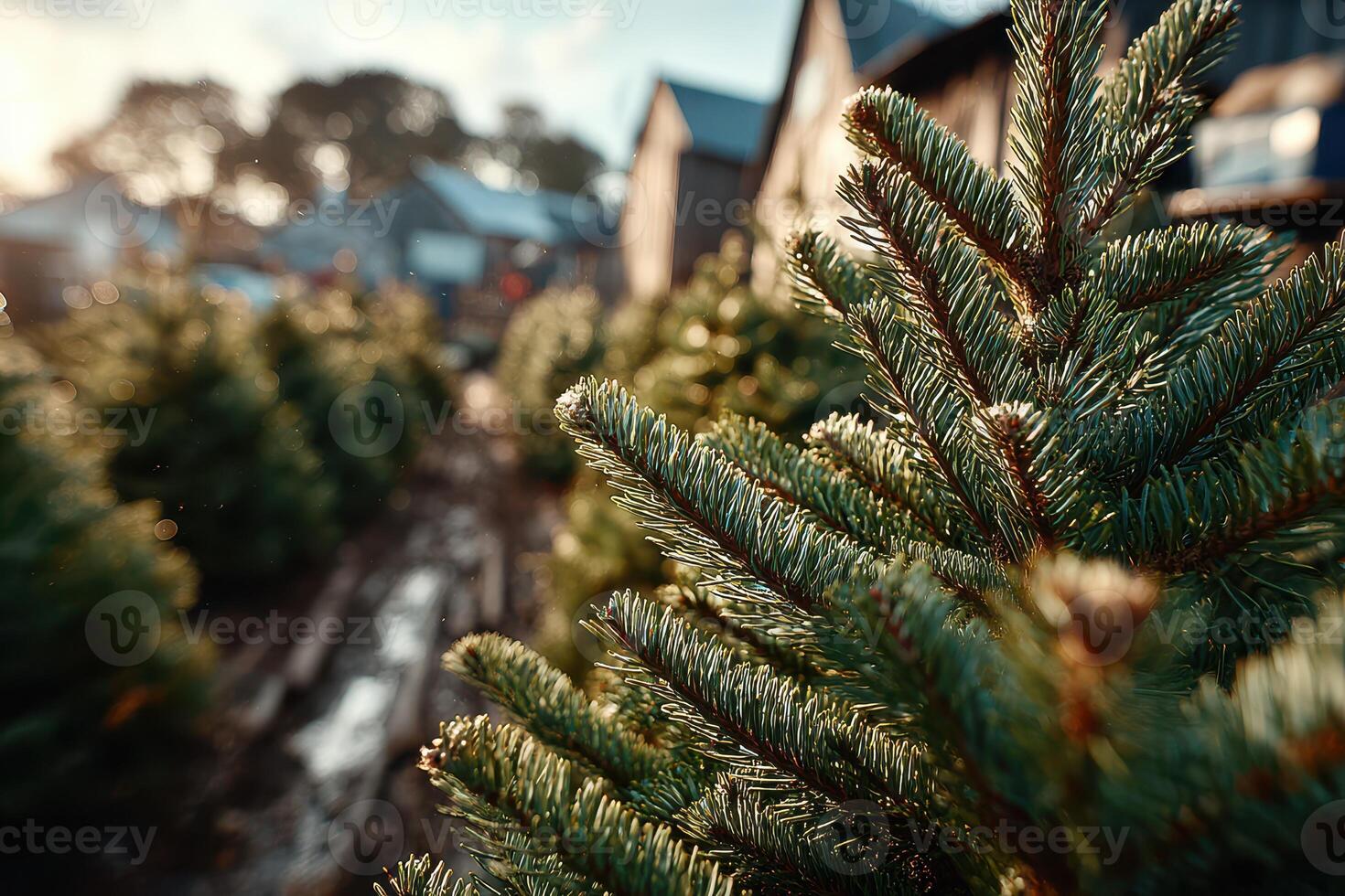 Fresh evergreen trees ready for holiday decoration in a festive setting during late afternoon light photo
