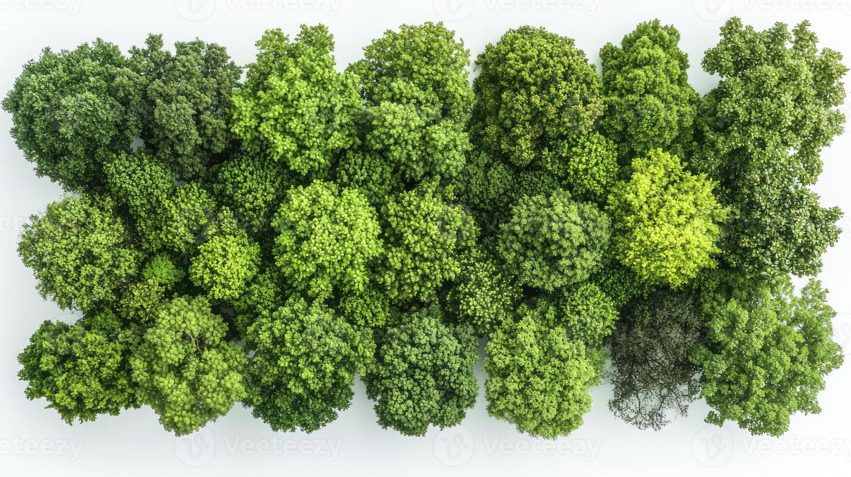 A group of trees in a white background photo