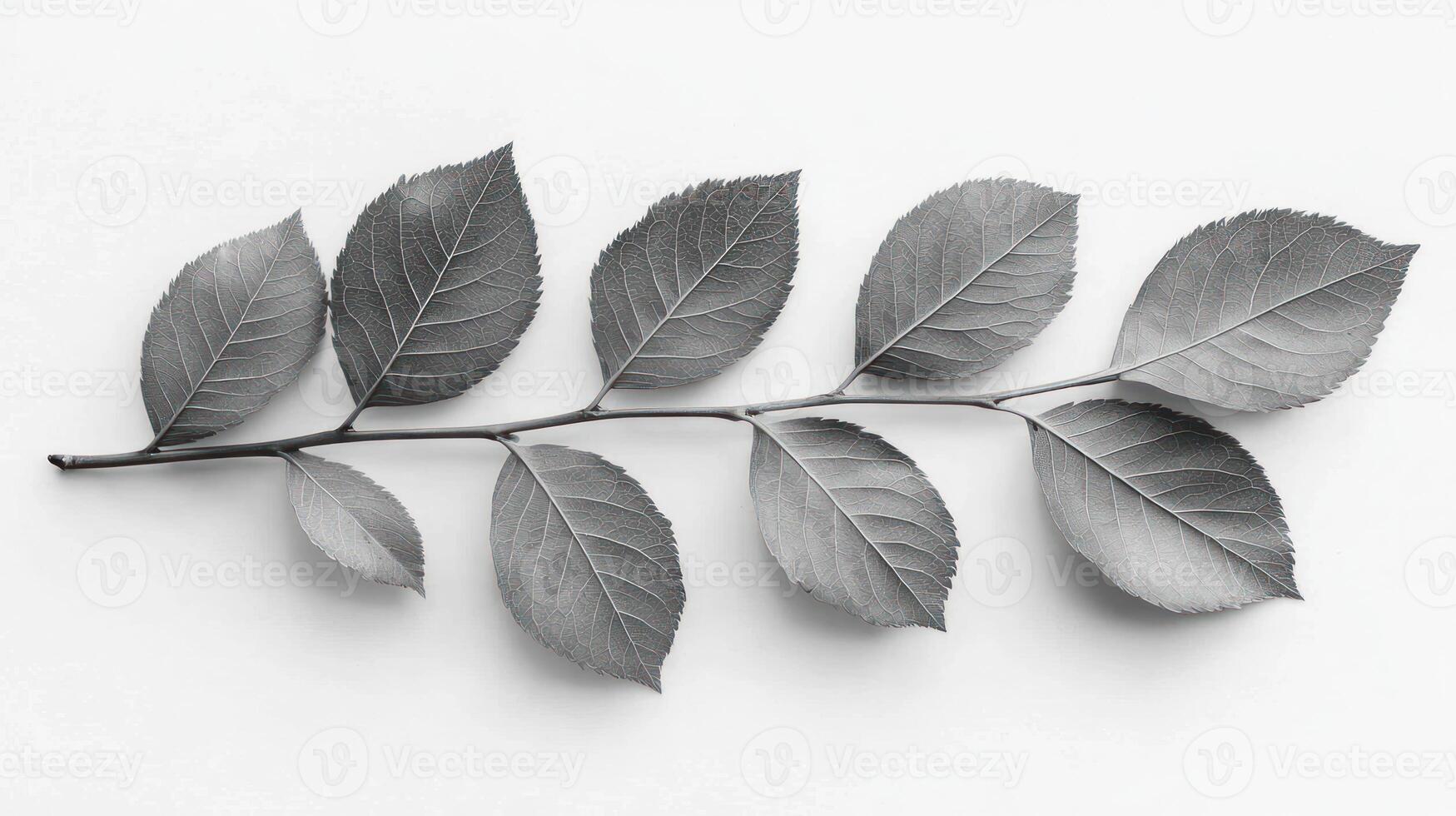 A black and white photograph of leaves on a white surface photo