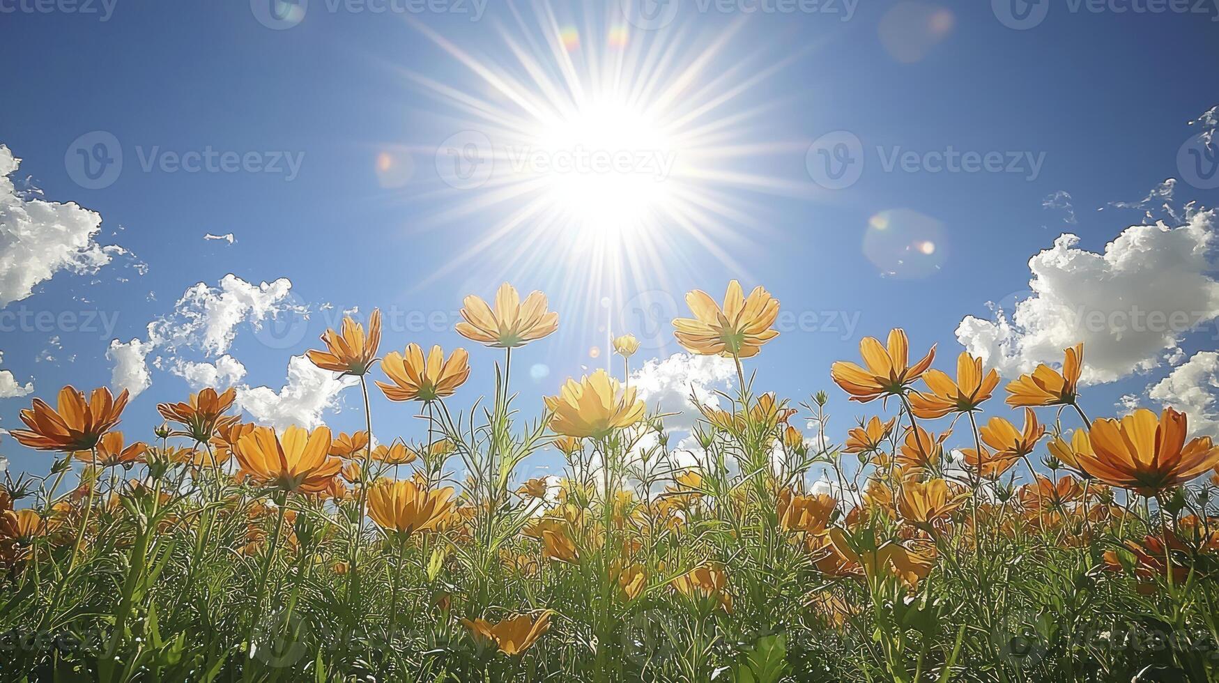 Sun shining over a field of flowers photo