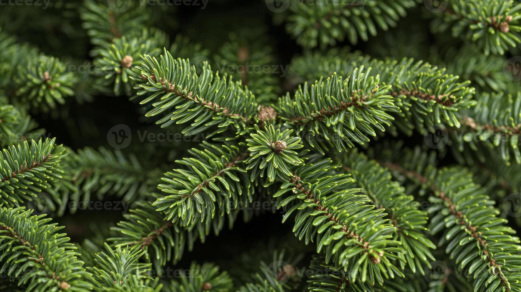 A close up of a fir tree with needles photo