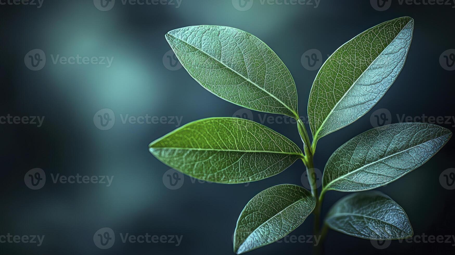 A close up of a leaf on a dark background photo