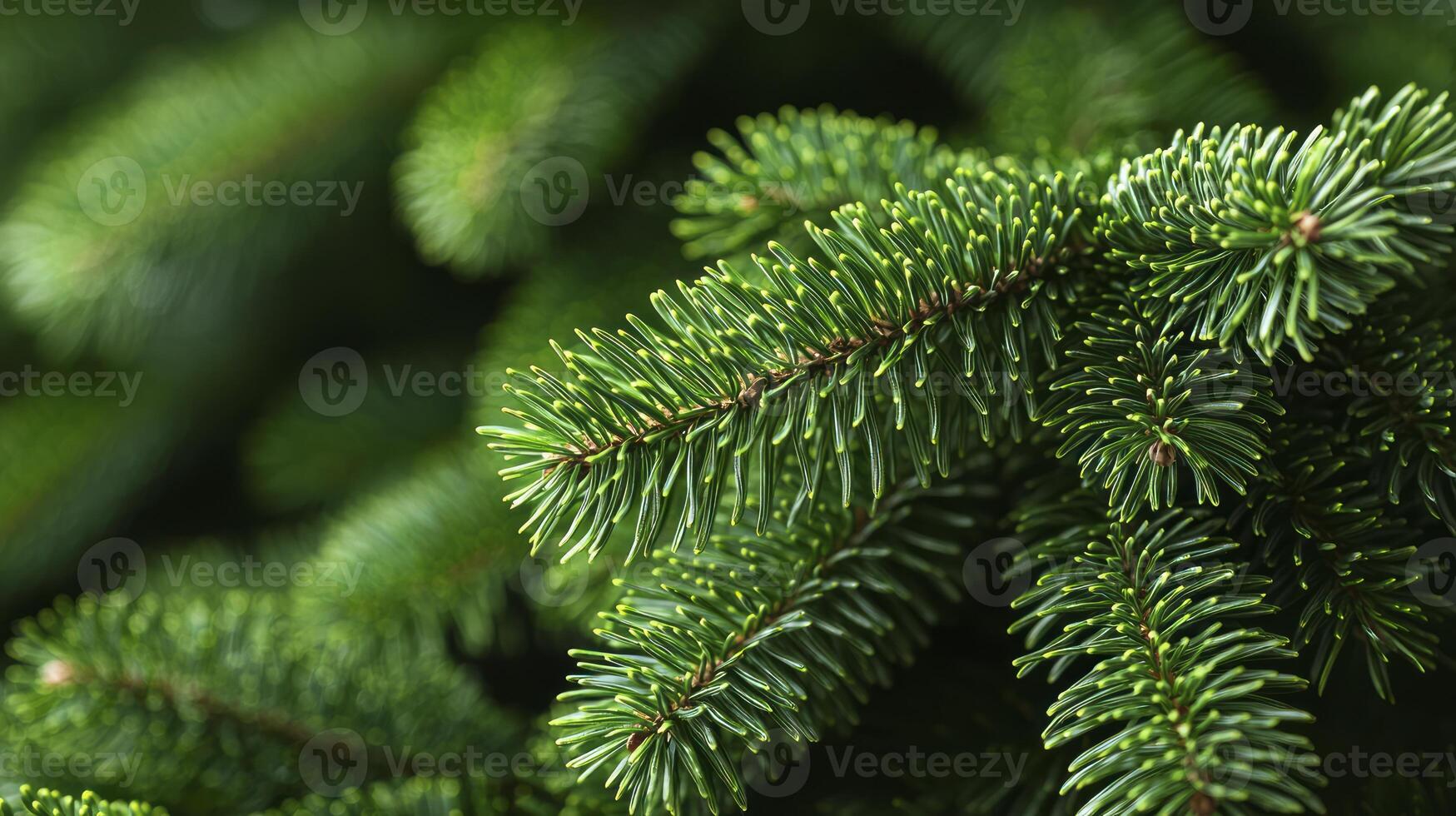 A close up of a green christmas tree photo