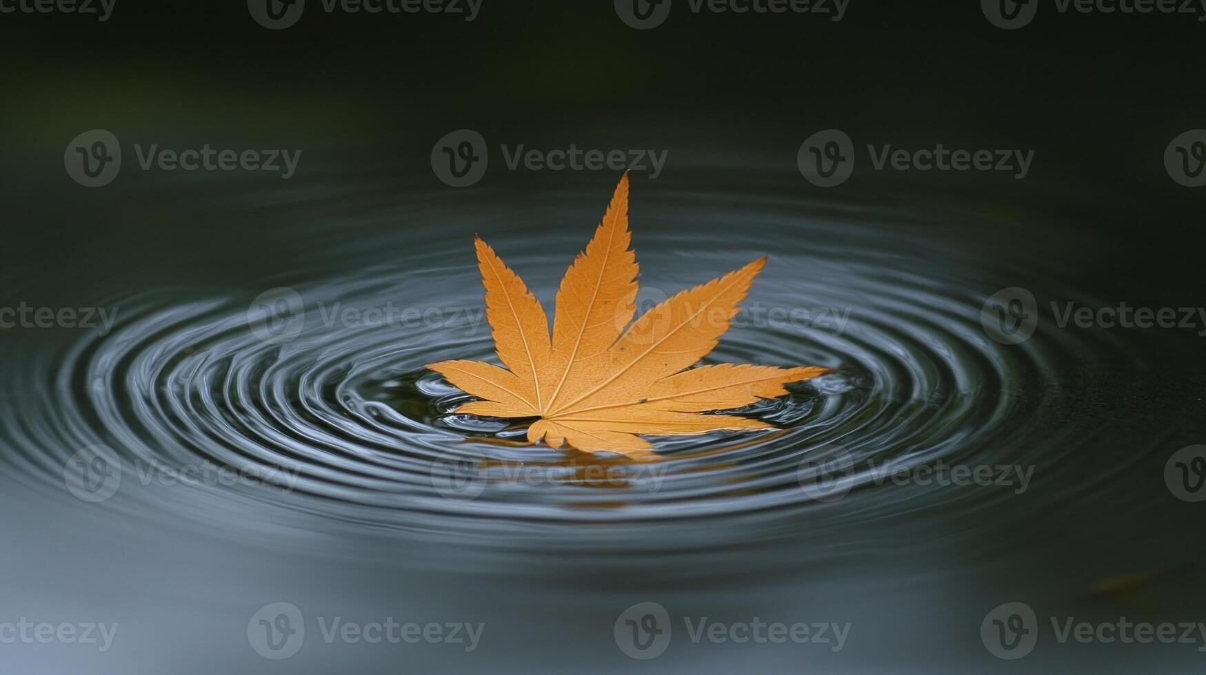 A single orange leaf floating in the water photo