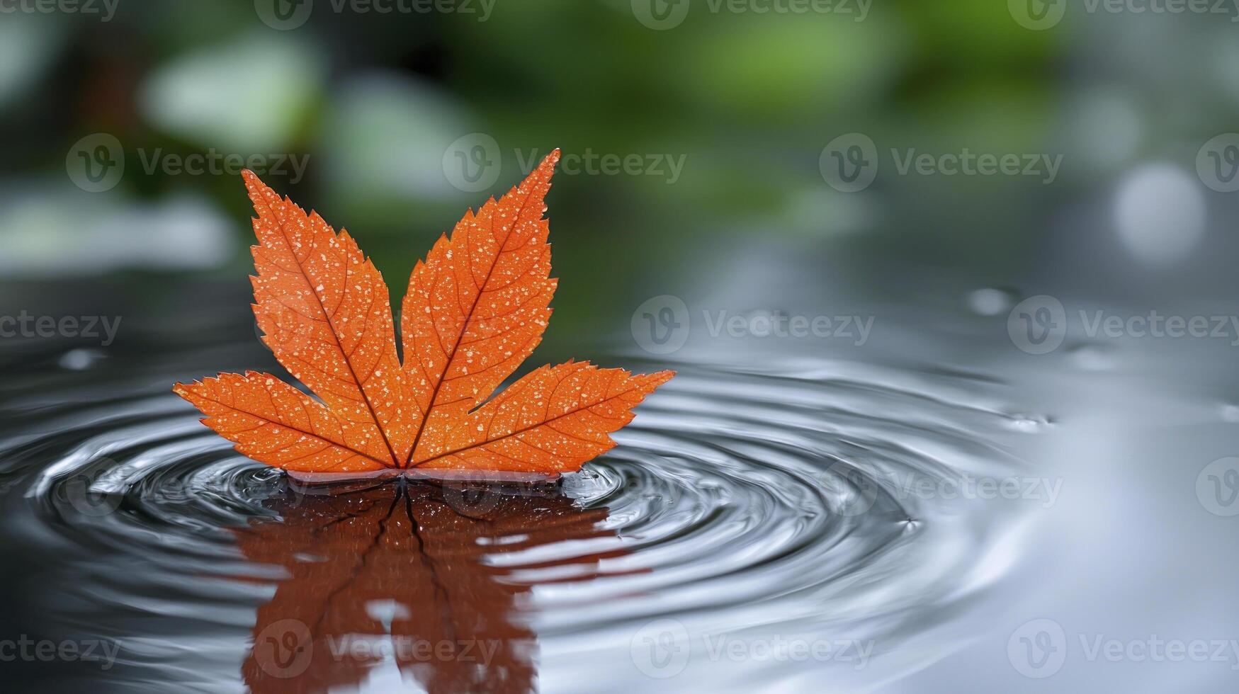 A single red leaf floating in water with drops of water photo