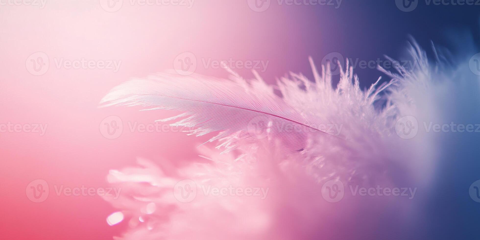 A close up of a feather on a pink and blue background photo