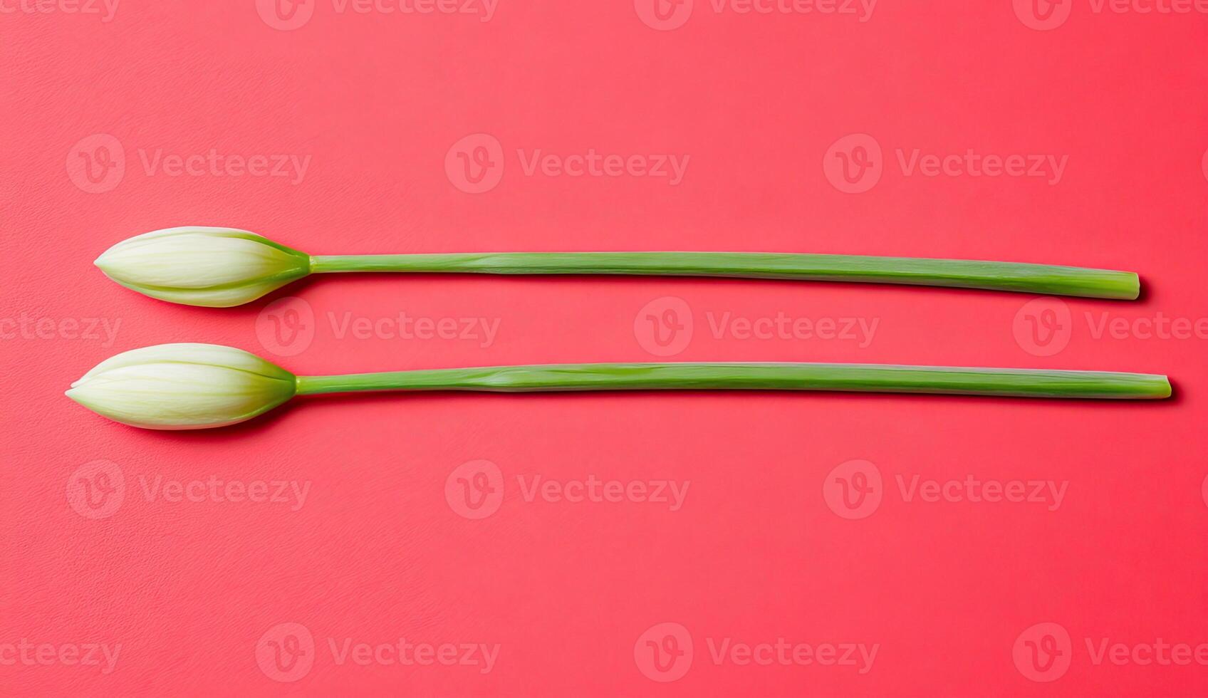 Two white tulip buds on a red background photo