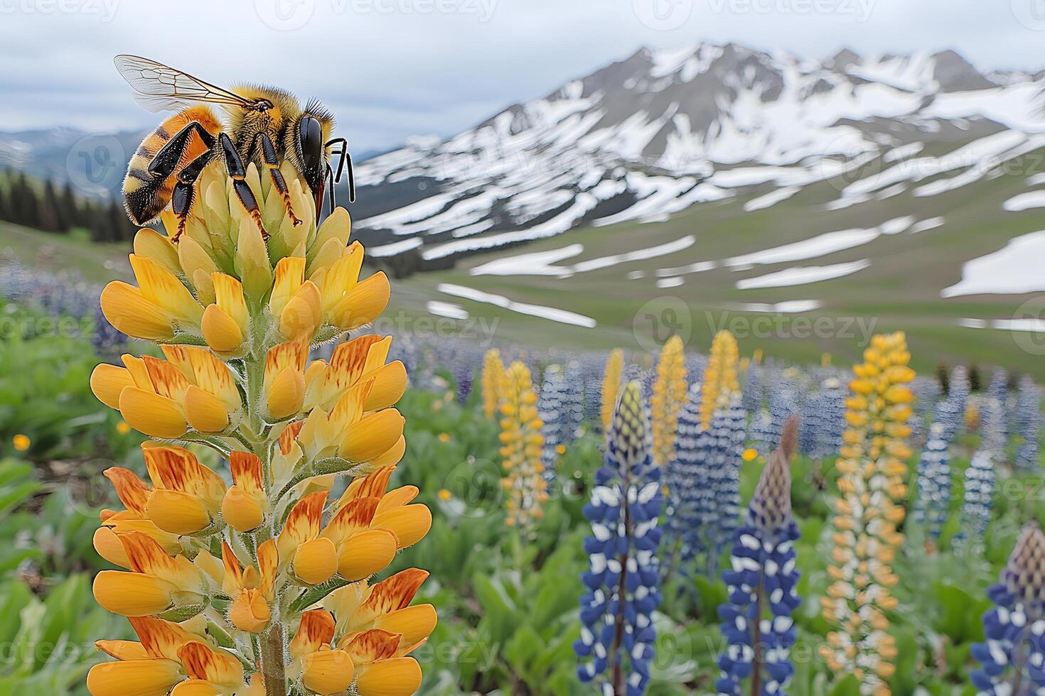 Bee on Blooming Wildflower in Alpine Meadow with Snow-Capped Mountains in Spring photo