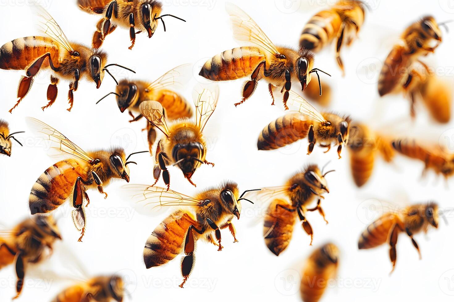 Swarm of Honey Bees in Motion Against White Background for Nature and Education Concepts photo