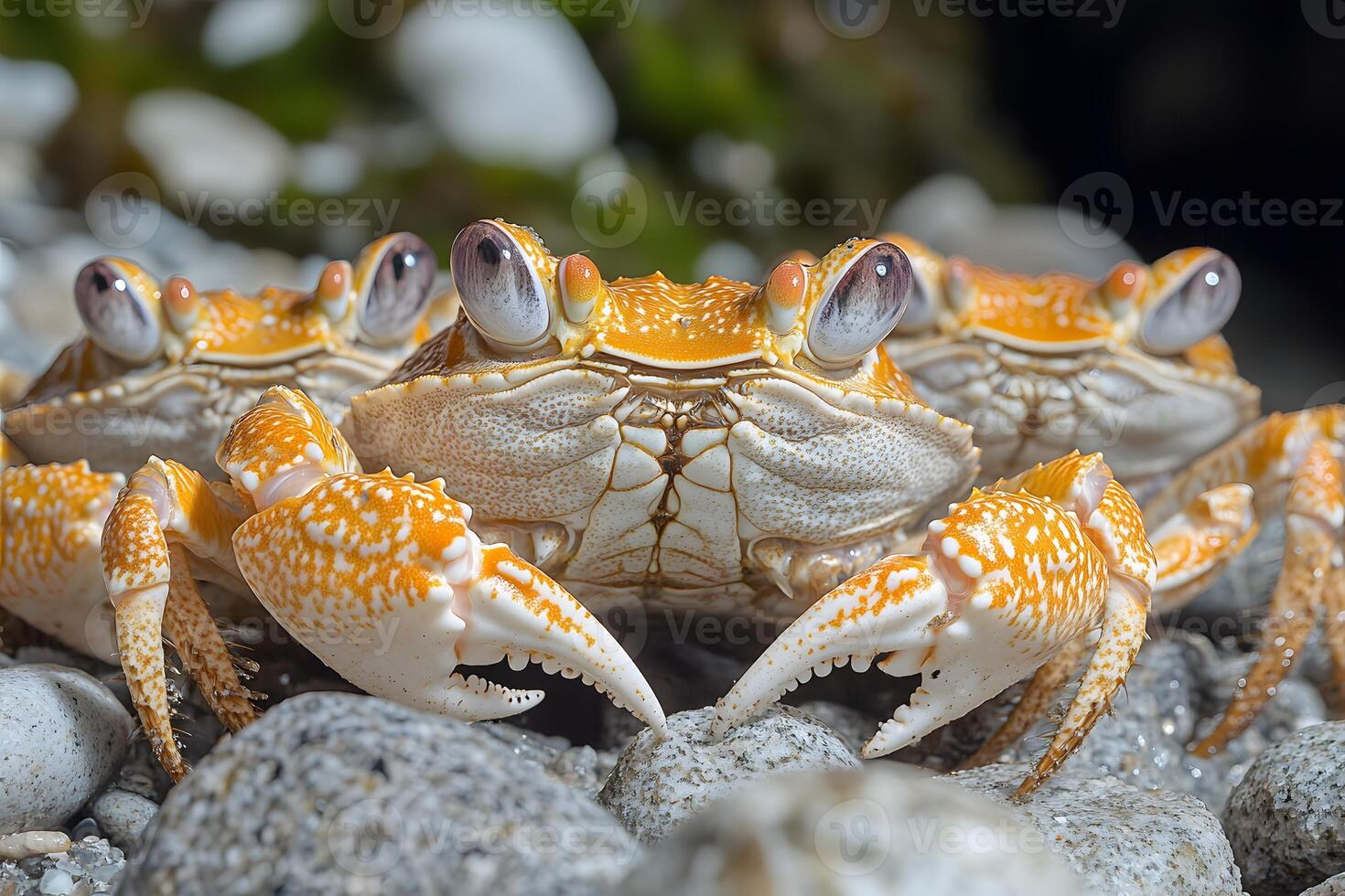 Close-Up of Sand Crabs on Pebble Beach for Marine Wildlife Art and Prints photo