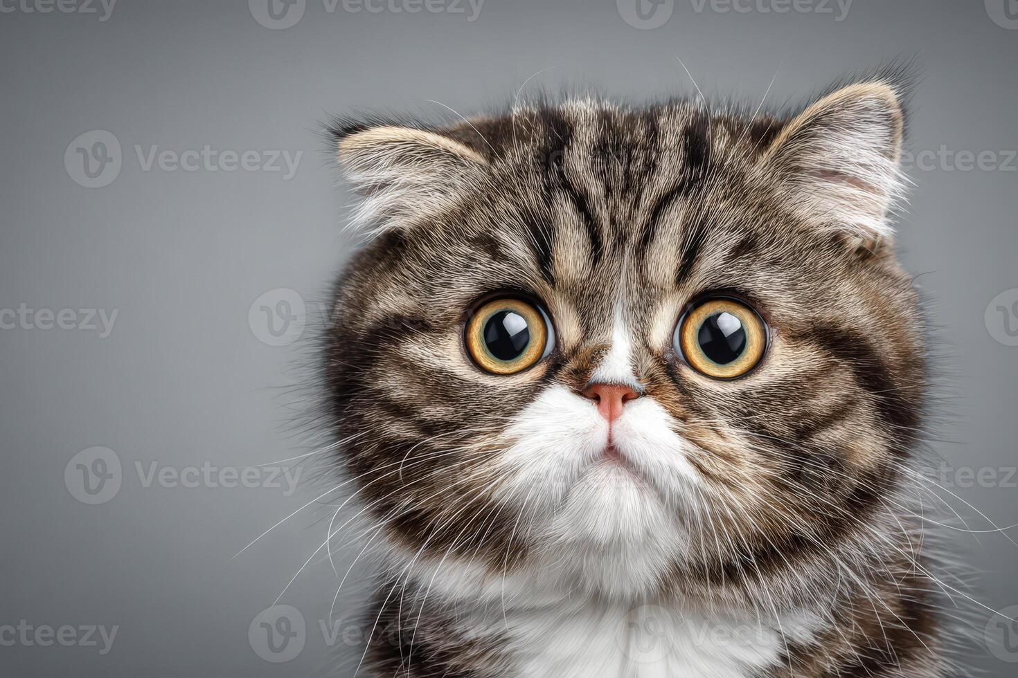 A fluffy striped cat with large, expressive eyes stares curiously in a neutral gray environment. The cats curious expression showcases its playful personality, drawing attention immediately. photo
