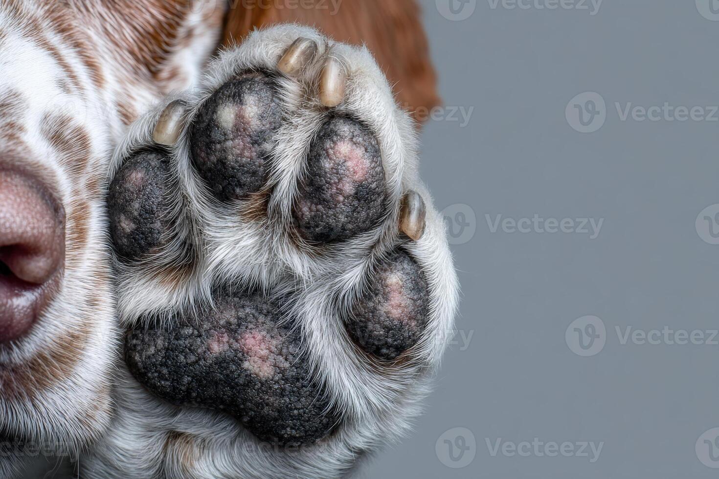 The image features a close-up of a dogs paw highlighting its distinct textures and patterns. Soft fur surrounds the pads, revealing intricate details and colors. photo