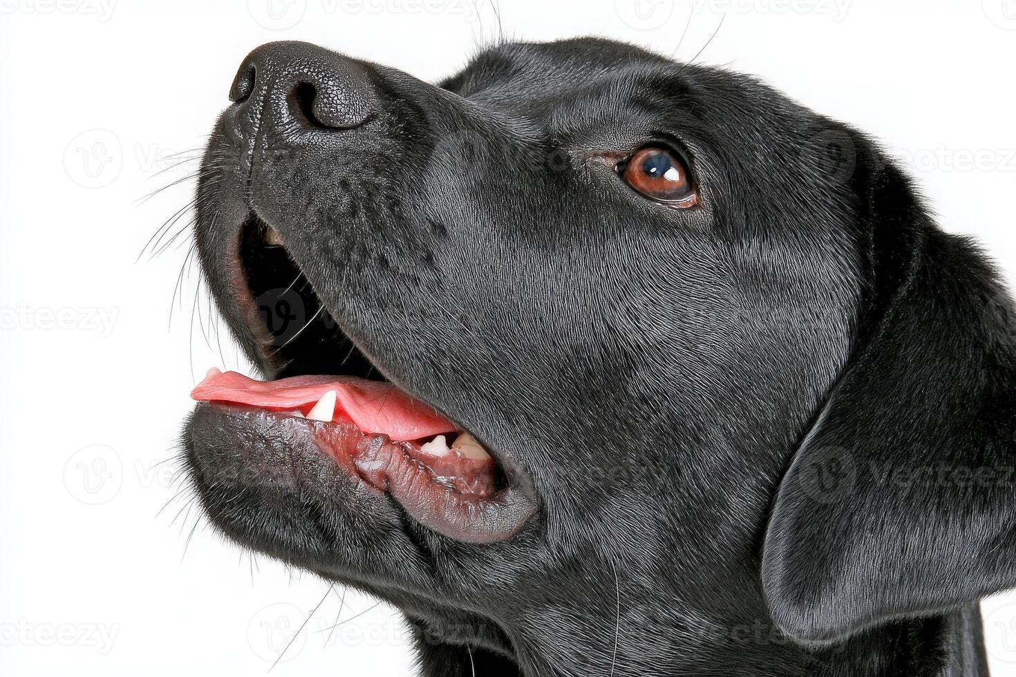 A black Labrador Retriever gazes up with a wide-open mouth, showcasing a playful demeanor. The dogs shiny coat reflects light, highlighting its expressive features and joyful attitude. photo