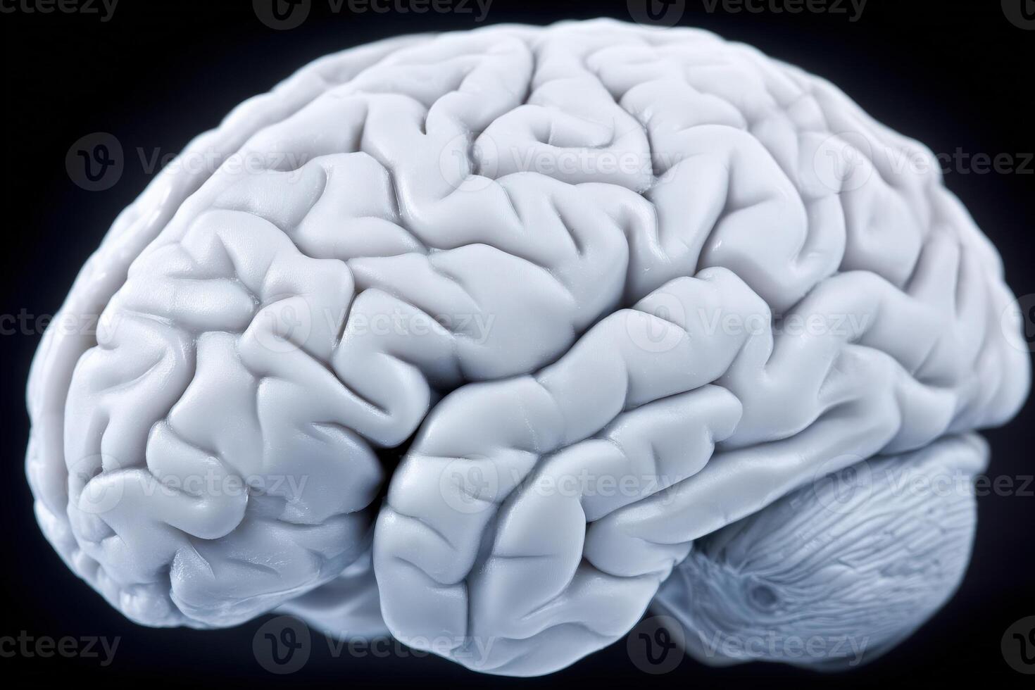 A three-dimensional rendering of a human brain showcases the intricate folds and creases. The model features a smooth, pale surface against a dark background, emphasizing its structure and complexity. photo