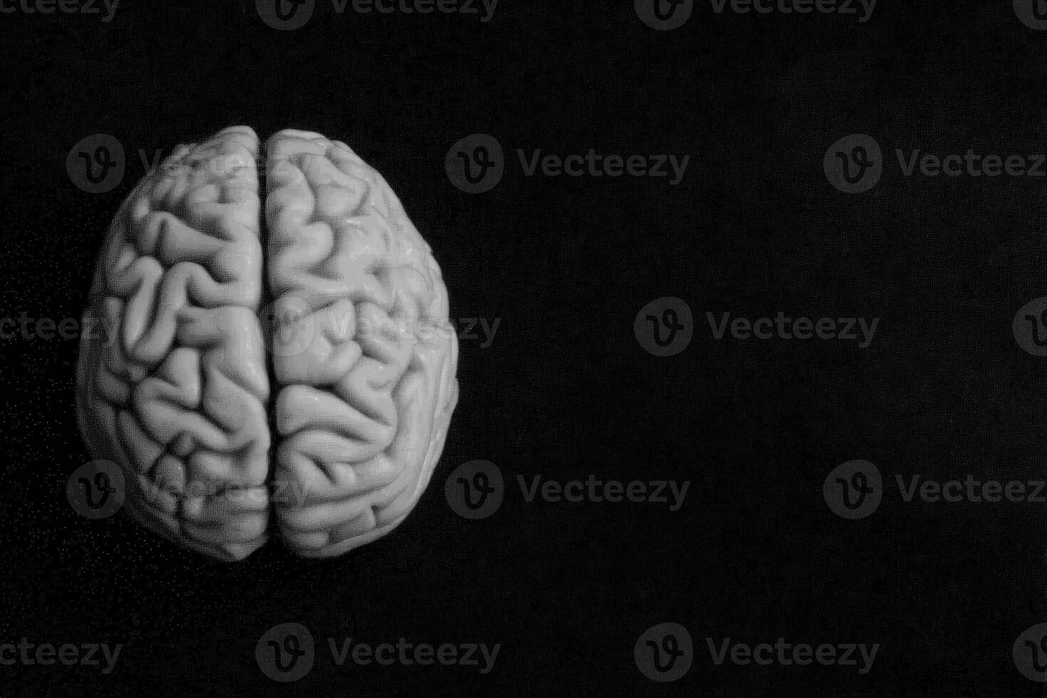 A detailed model of a human brain is displayed against a black background, capturing the complex folds and textures of the cerebral surface. The brain is positioned prominently for clear visibility. photo