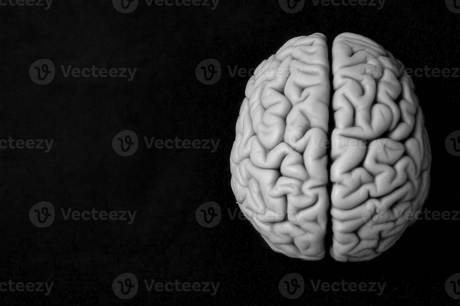 The artwork features a realistic model of a human brain split in half, highlighting the complex folds and grooves in detail. photo