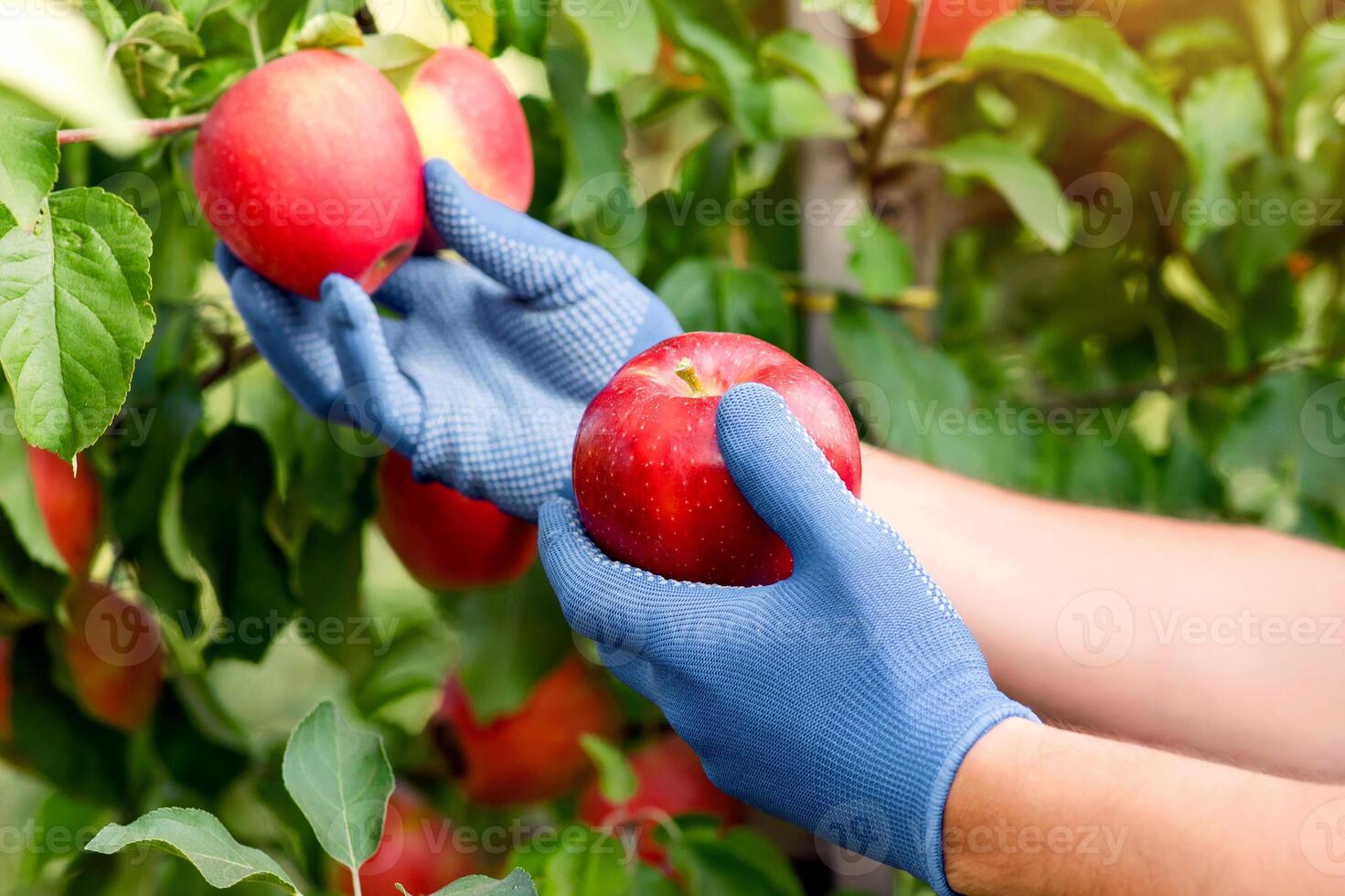 Harvesting on eco farm, organic fruits for sale and modern business with crops. Young female gardener, farmer in gloves collects red big shiny ripe apples from tree in garden, close up, cropped photo