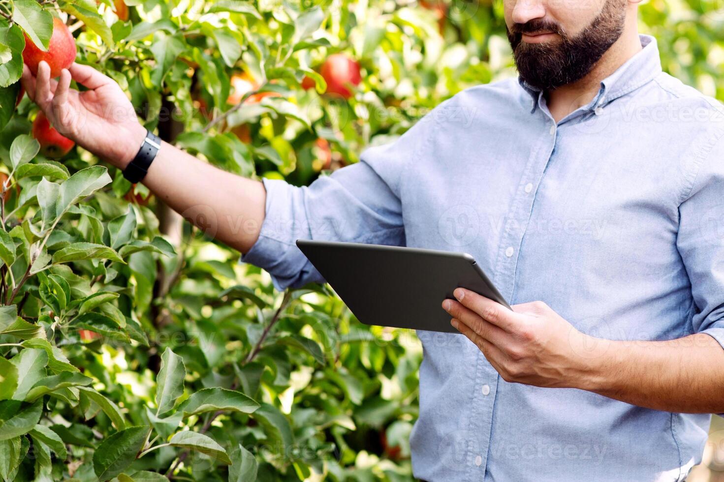 Modern farmers work in garden, check ripeness of crop. Business outdoor. Serious bearded young man with tablet on plantation with green trees checks red apples in farm, panorama, cropped, copy space photo