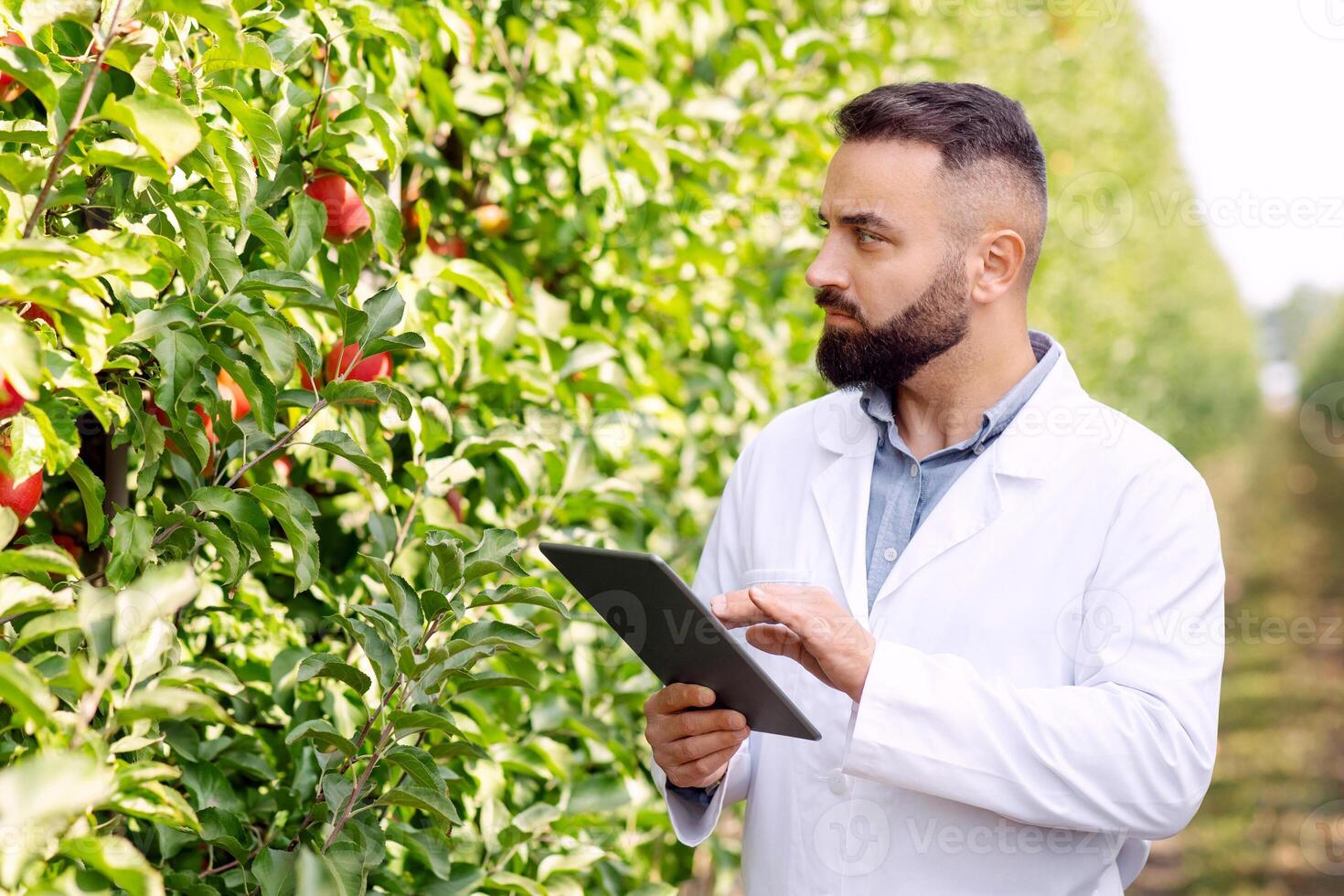 Control over cultivation of organic fruits for sale and quality control of orchard. Serious young bearded guy in white coat looks at trees with red ripe apples on plantation in garden, holds tablet photo