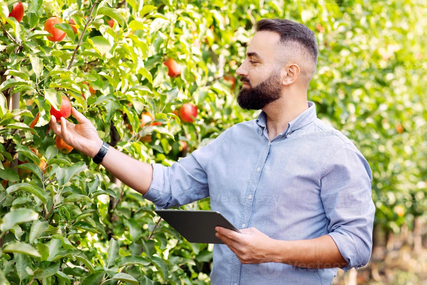 Work on modern farm, harvest of organic fruits and check quality with mobile device. Serious young bearded guy with tablet checks red apples, woman carries box at garden, on green leaves background photo