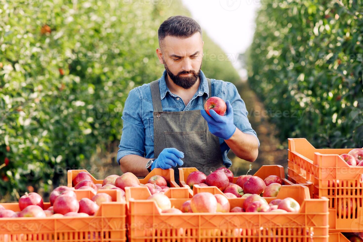 Harvest season agriculture, quality control, gardener or owner working on eco farm. Confident millennial man check natural product near many boxes with ripe organic red apples in garden, free space photo