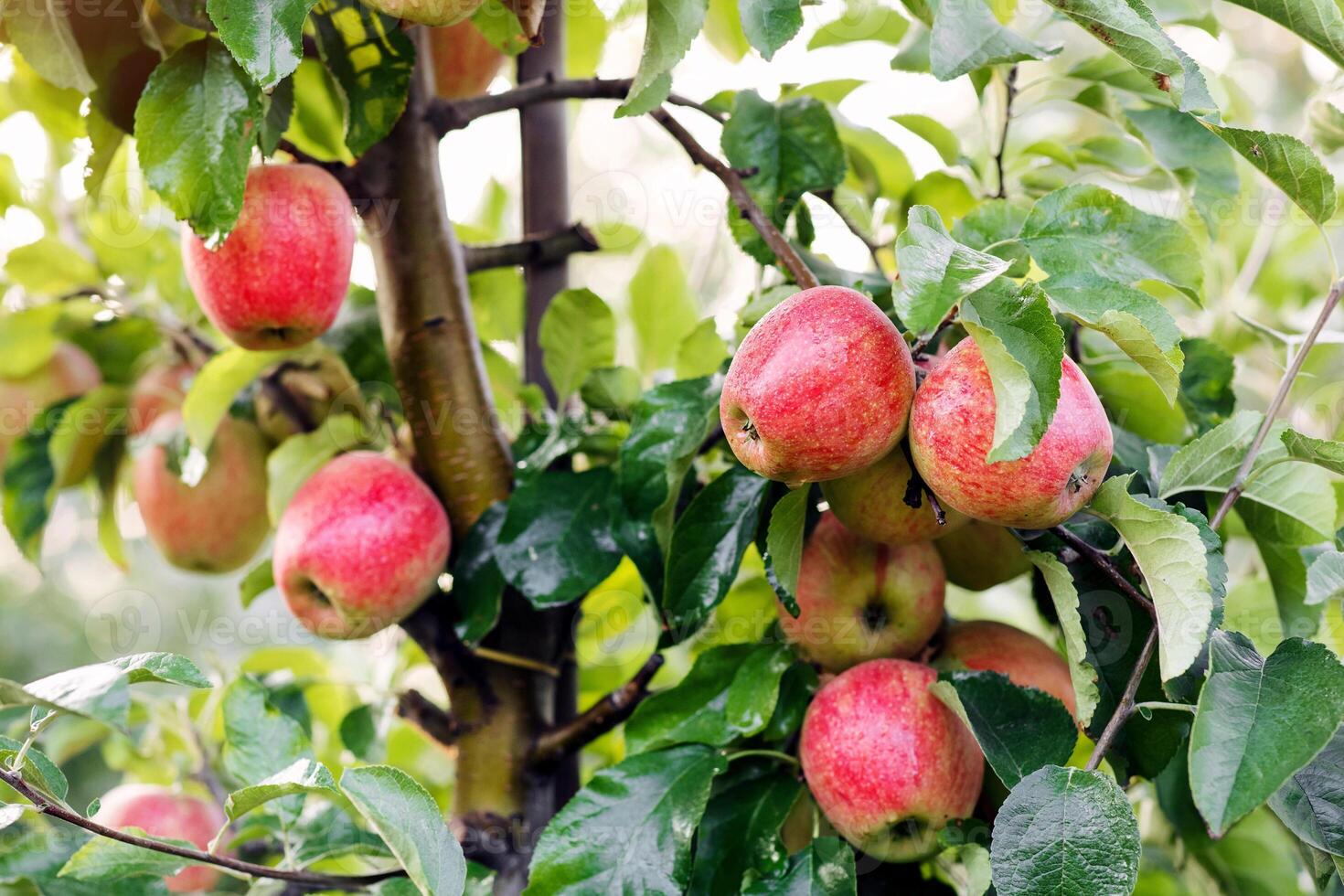 Growing plants for production of juice and puree in garden. Harvesting ripe apples in orchard and business. Red fruits on tree with green leaves on branch on plantation at farm, outdoor, copy space photo