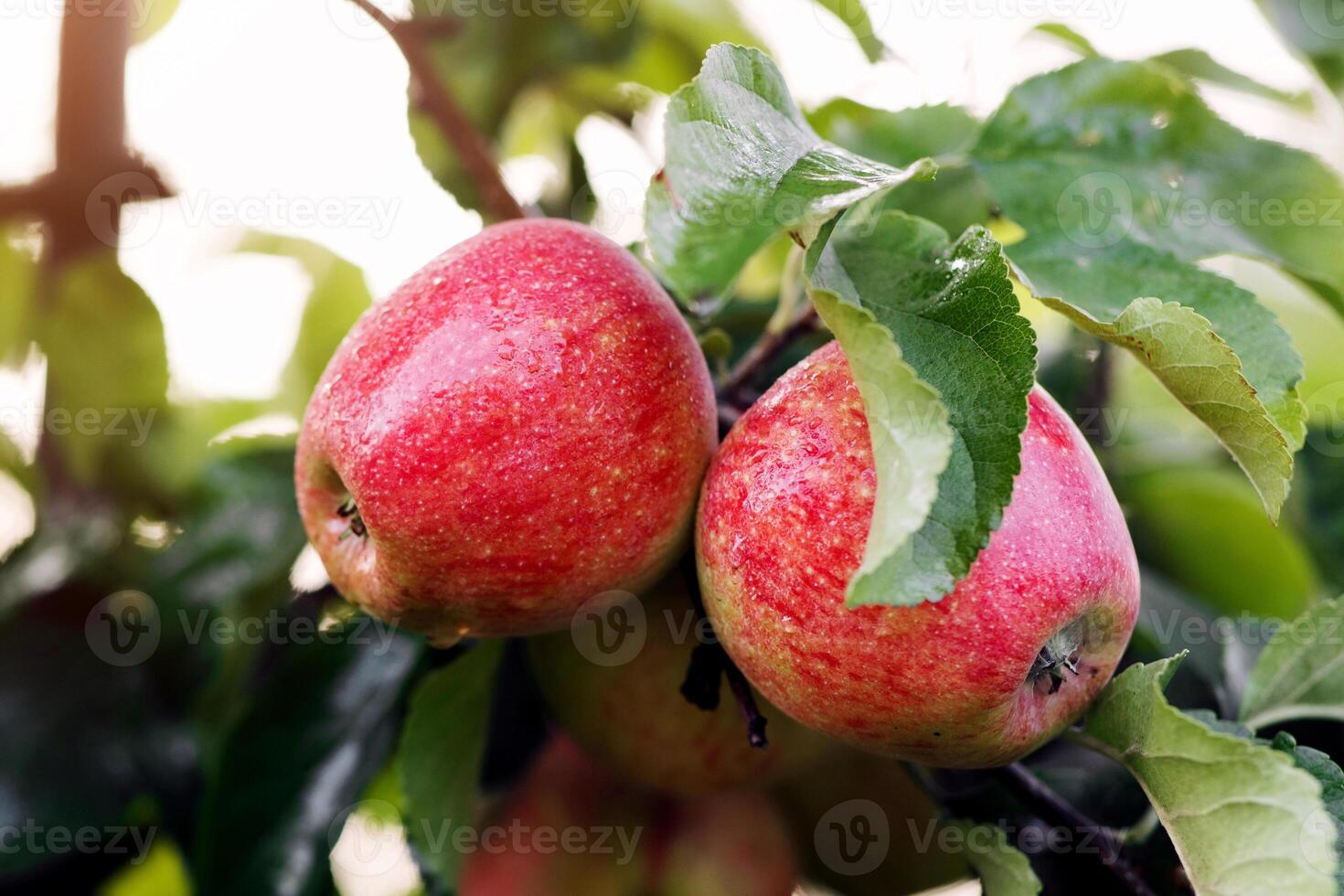 Harvest of fresh ripe red apples, sunny autumn or summer day in farmer orchard. Production of farm and eco business. Fruits on tree with green leaves on branch on plantation, outdoor, copy space photo