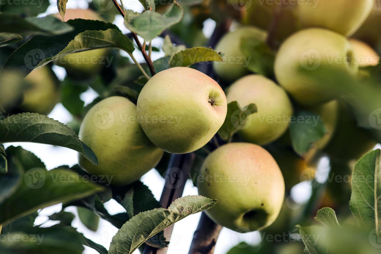 Delicious juicy eco organic fruits in garden ready for harvest. Agriculture at summer. Tasty ripe sweet apples on tree with green leaves on branch on plantation at farm, outdoor, copy space, close up photo