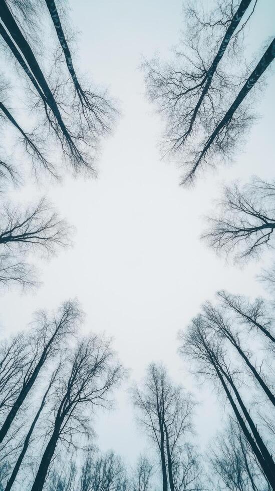 Awe inspiring Winter Forest Canopy, Bare Branches Reaching for the Pale Sky photo
