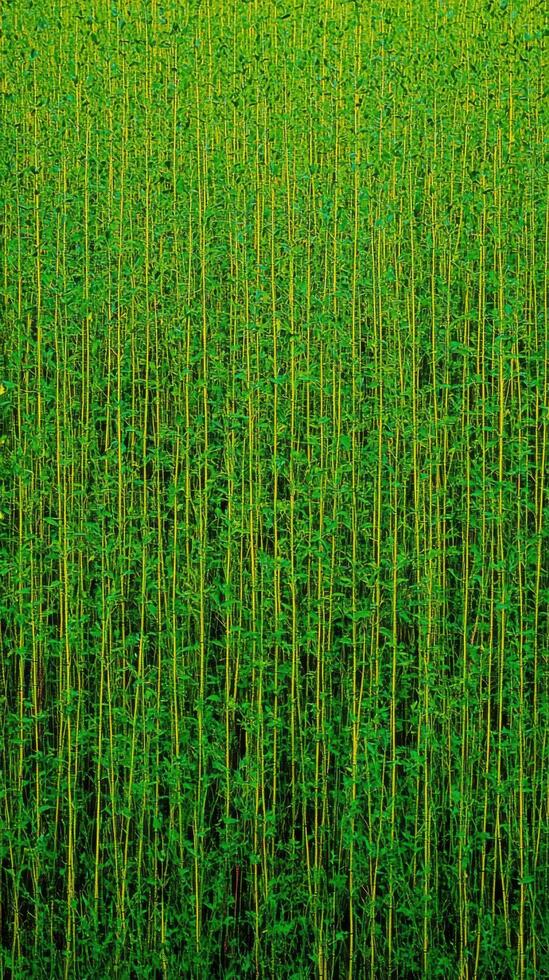 Vibrant Green Plants A View of Lush Greenery, Botanical Texture and Pattern, Perfect for Nature and Ecology Lovers photo