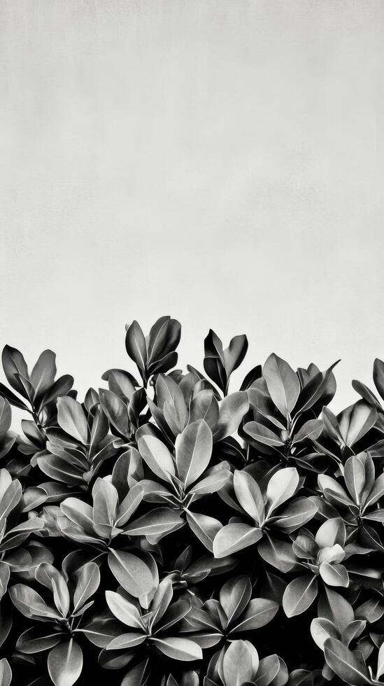 Black and White Botanical Photography Monochromatic Leaf Textures and Patterns. A minimalist nature image perfect for modern home decor, wall art, and graphic design projects. photo