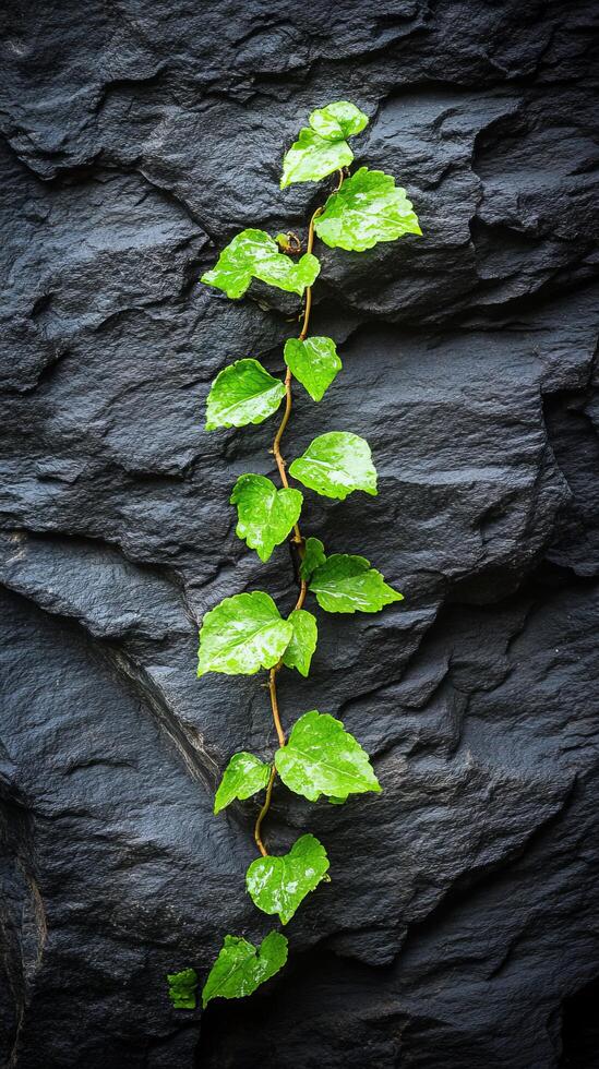 A Verdant Ivy Ascends a Dark Stone Face, Nature's Artistic Embrace photo