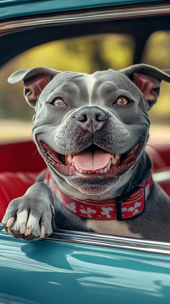 A smiling pit bull dog is sitting in the driver's seat of a car photo