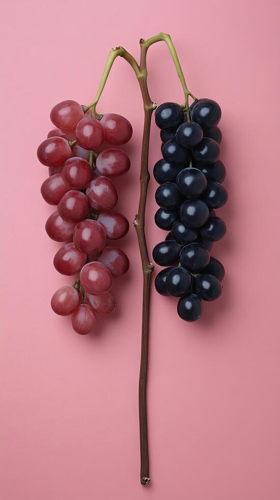 A captivating shot showcasing two bunches of grapesone red and one blackhanging side by side against a soft pink backdrop. The im photo