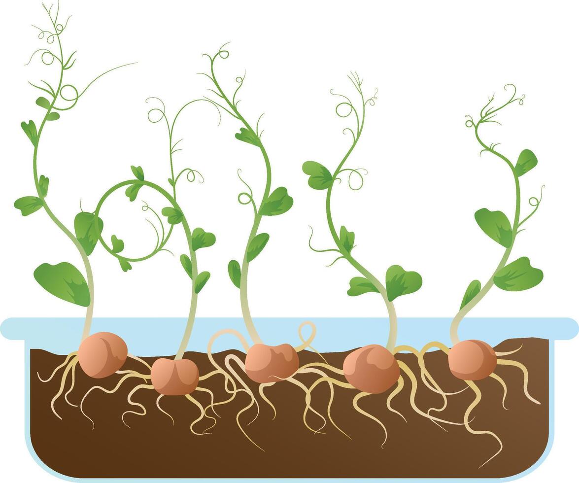 Pea or bean sprouts with seeds and roots growing in the ground in a transparent container. Young sprouts, fresh greens, healthy food. vector