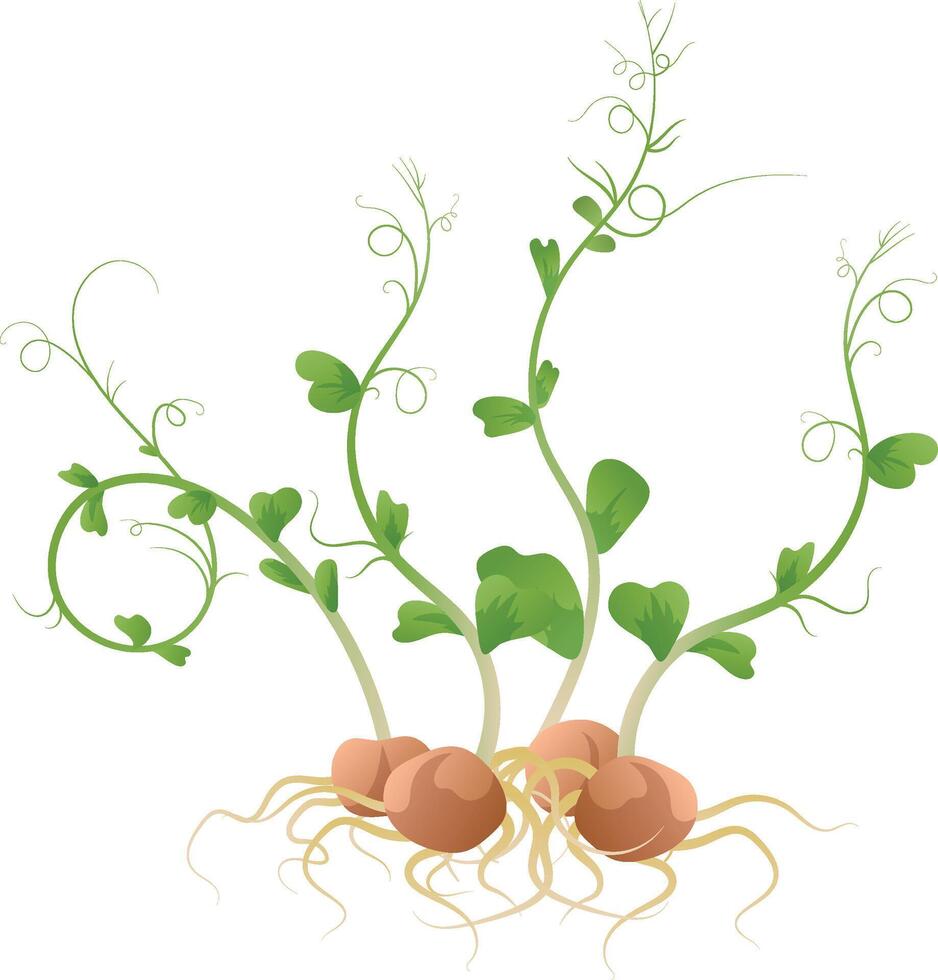 Bunch of pea microgreens isolated on white background. Young pea illustration. Peas, sprouts, seedlings, healthy green fresh greenery. vector