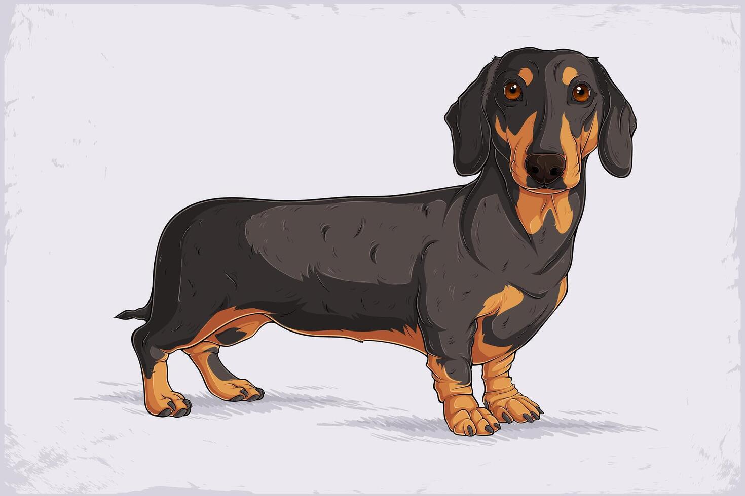 Hand drawn German hound dog breed Dachshund standing, long buddied, short legged black and tan badger dog side faced vector