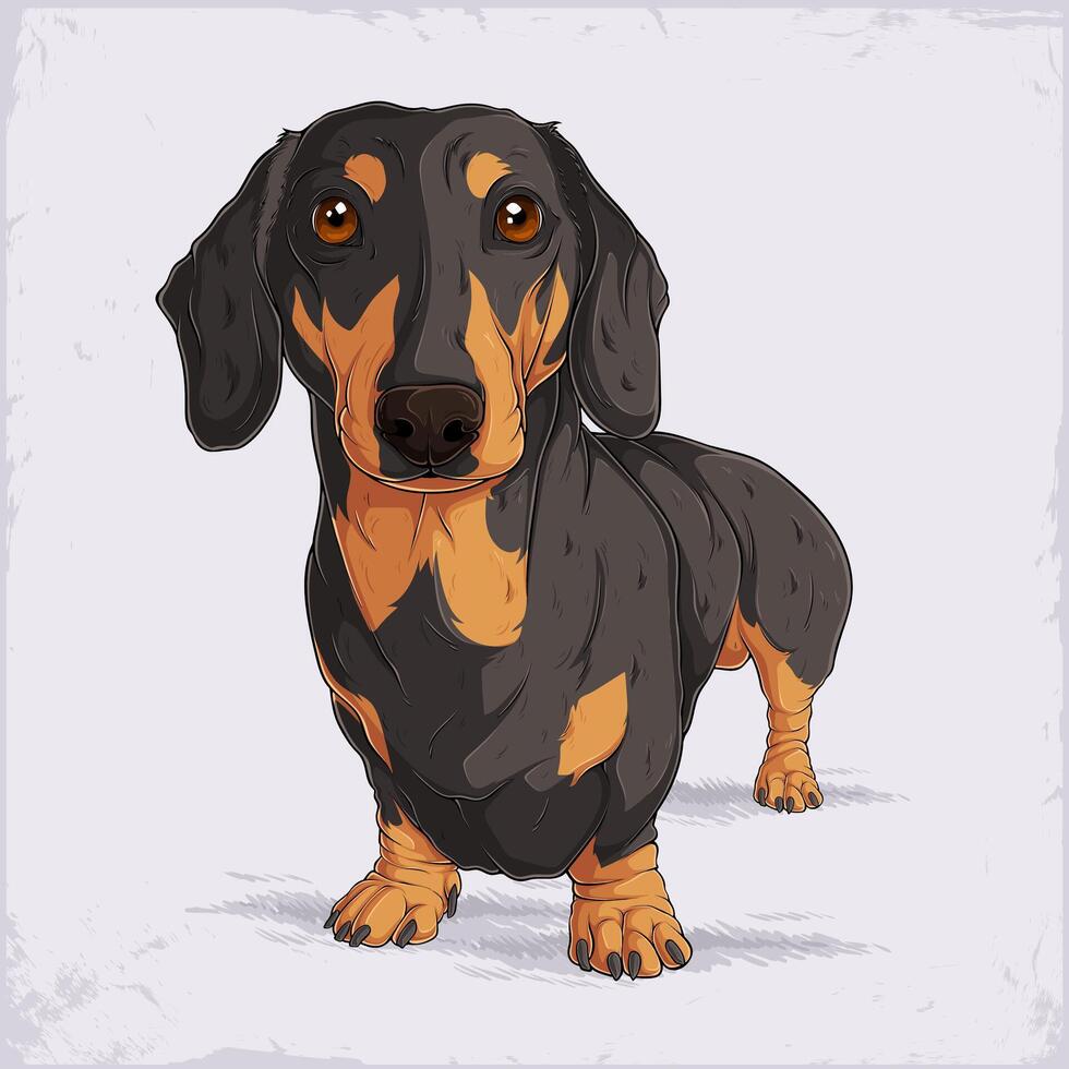 Hand drawn German hound dog breed Dachshund standing, long buddied, short legged black and tan badger dog front faced vector