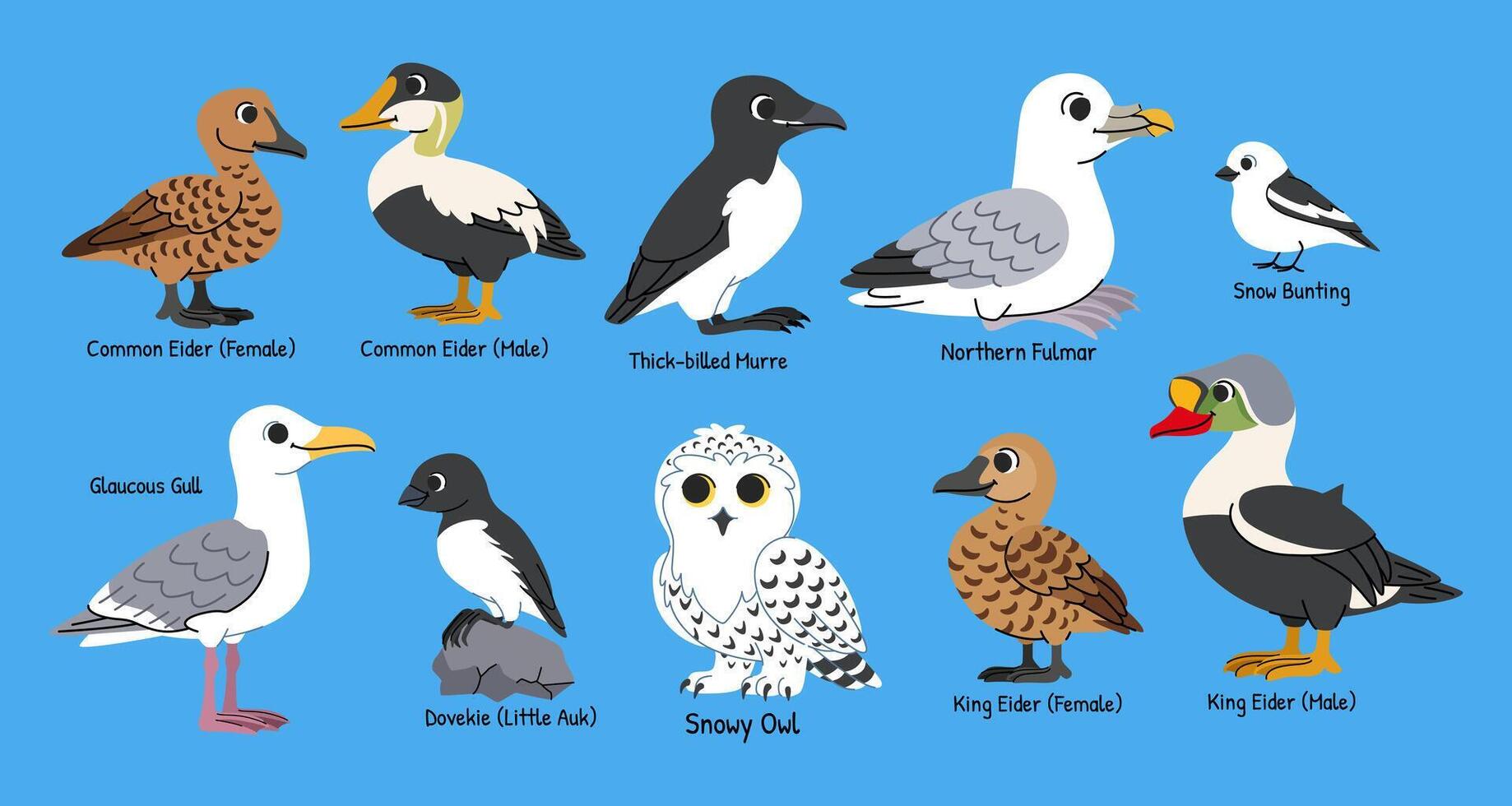Children's arctic birds cartoon set. Northern birds with names, snowy owl, eider, gull, murre, snow bunting, fulmar and little auk. vector