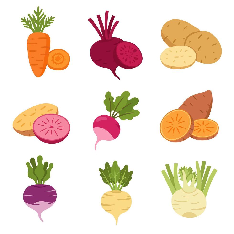Root Vegetables Carrots with Potatoes, Beets, and Illustration. vector
