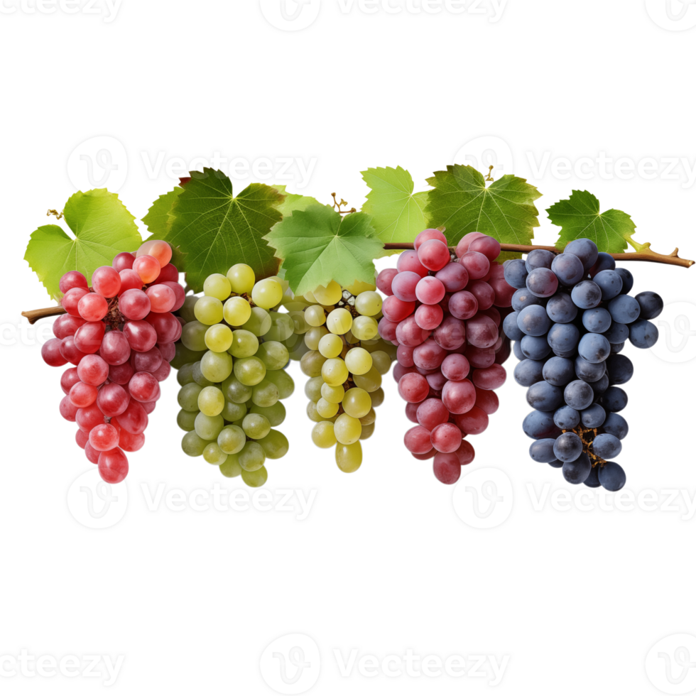 A colorful arrangement of five bunches of grapes with leaves on a branch against a transparent background png