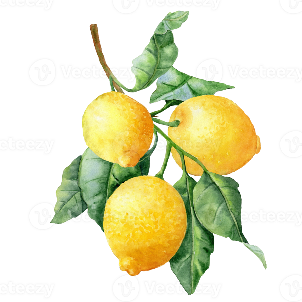 The hand-drawn Branch of lemon Tree with ripe fruits png