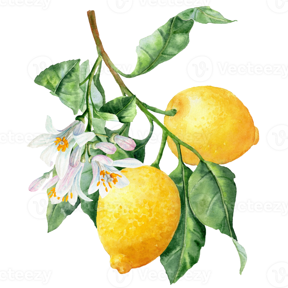 Lemons and its flowers on the Branch watercolor picture png