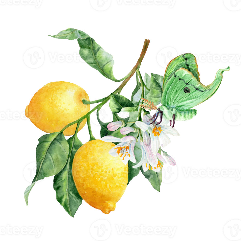 Watercolor Lemon Branch with two fruits and flowers and big green Saturnia Butterfly on it png