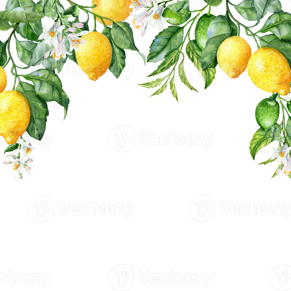 Hand-drawn Header with lemon Branches for Cards png