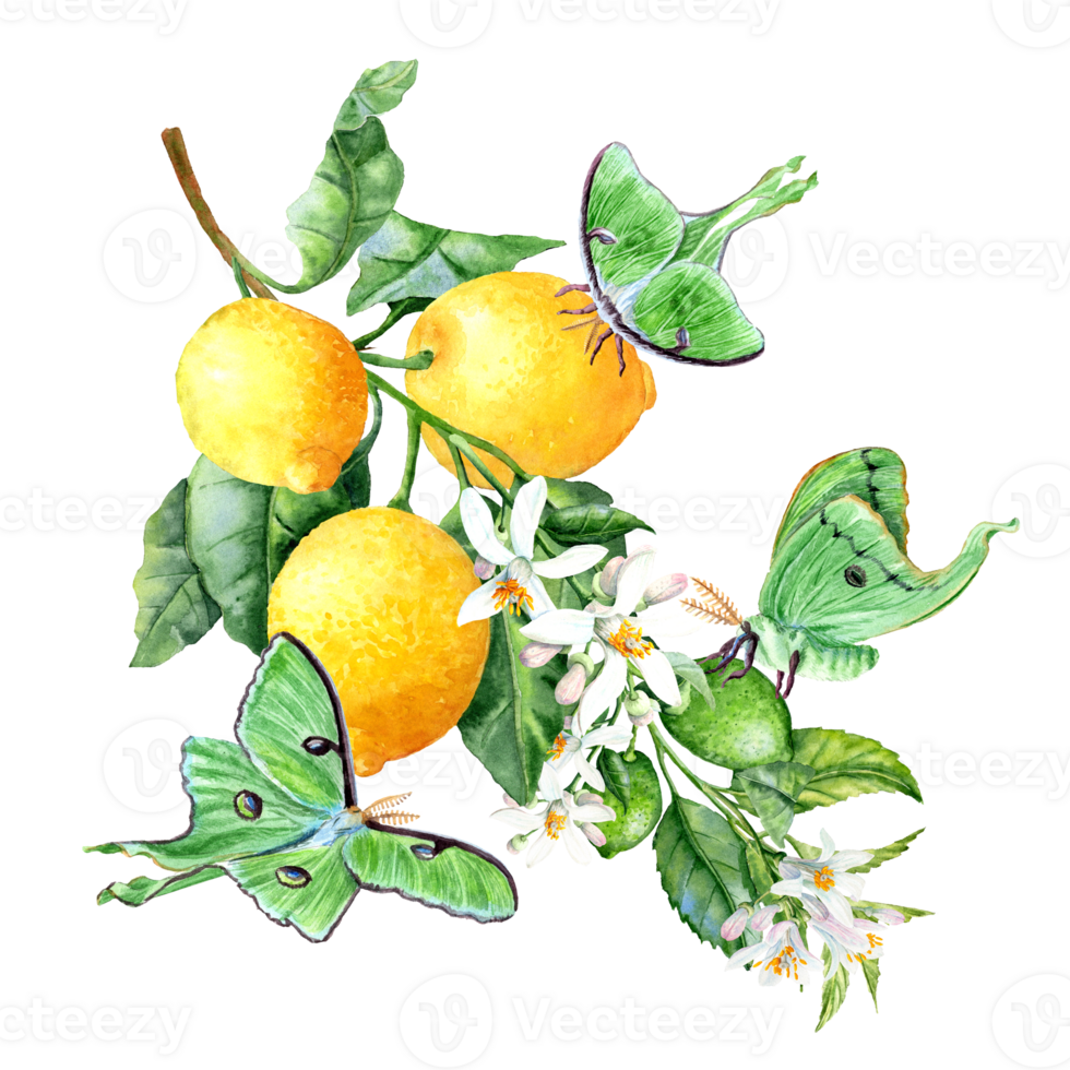 Green Branch with three fruits and flowers. Big green Saturnia Butterflies on the branch png
